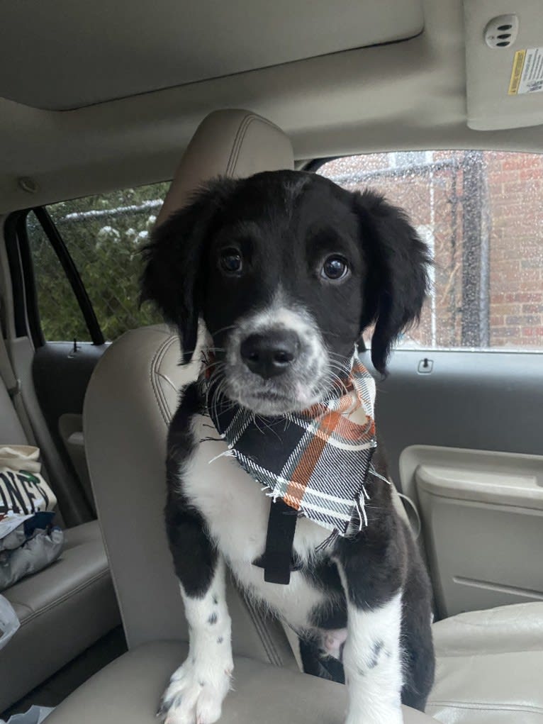 Tito, an American Pit Bull Terrier and English Springer Spaniel mix tested with EmbarkVet.com