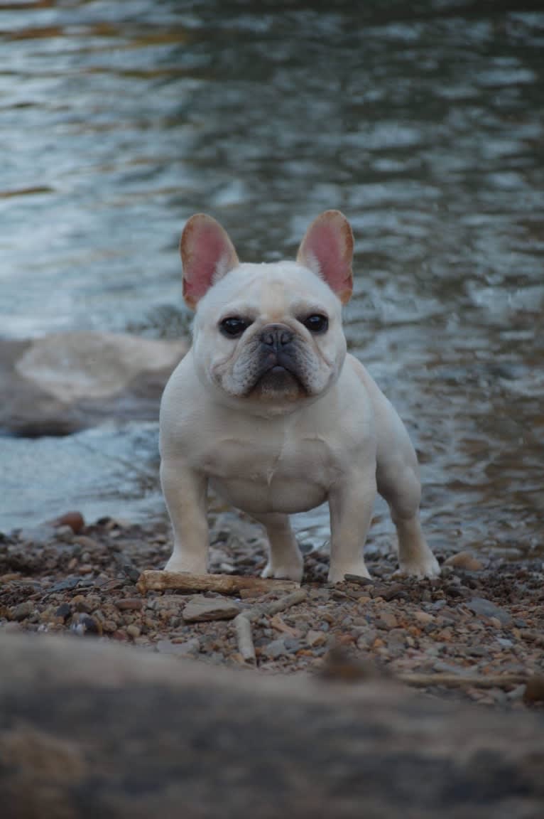 DONKEY, a French Bulldog tested with EmbarkVet.com