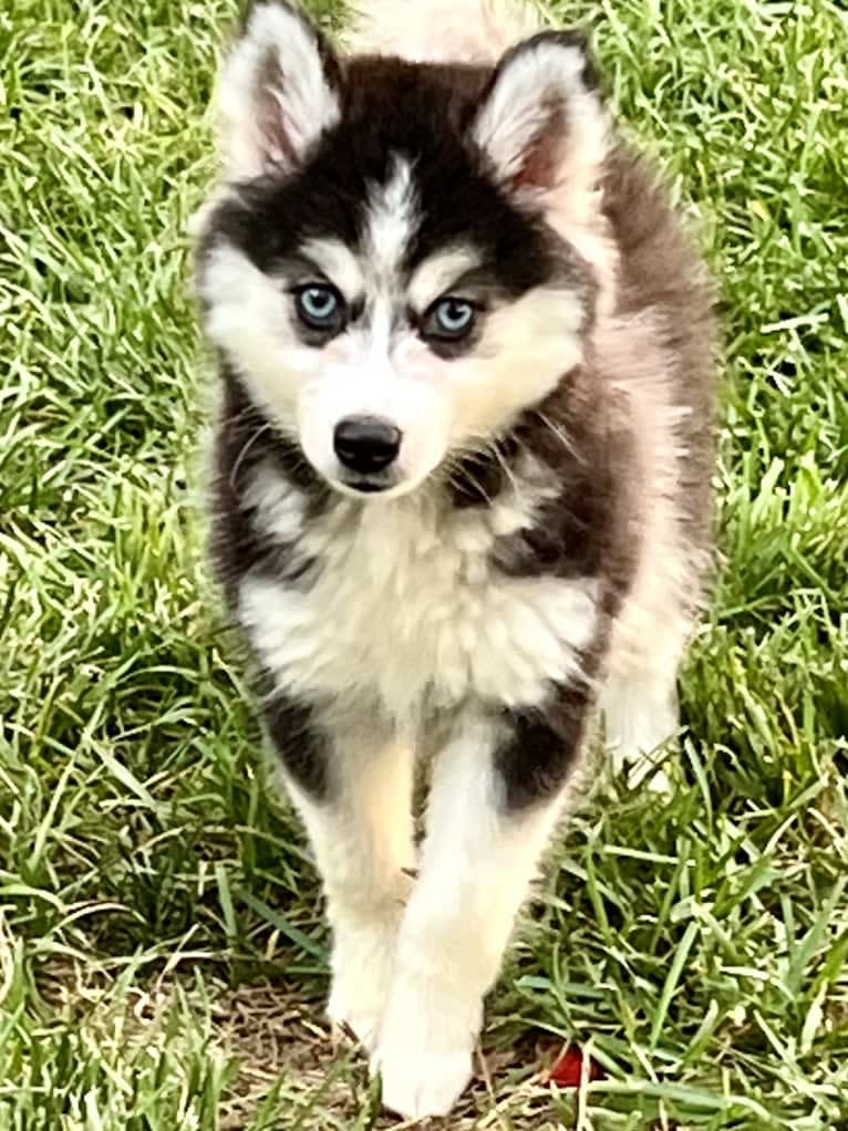 River, a Pomsky tested with EmbarkVet.com