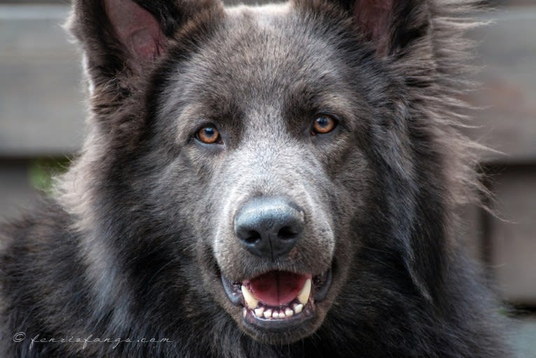 VERGIL, a German Shepherd Dog tested with EmbarkVet.com