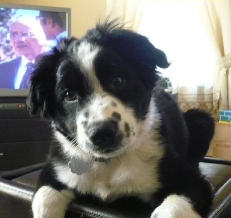 Apollo, a Border Collie and Australian Shepherd mix tested with EmbarkVet.com