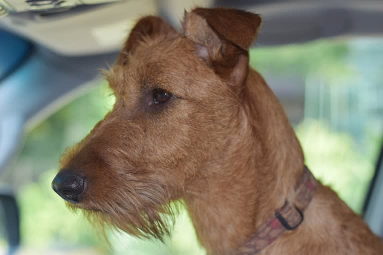 Arial Bupont Sheyna, an Irish Terrier tested with EmbarkVet.com