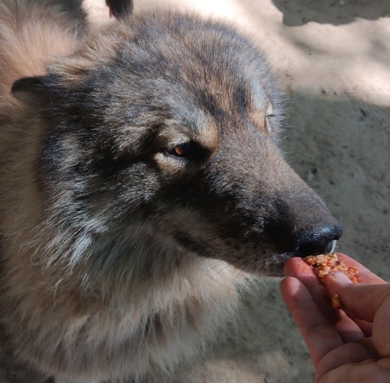 Wolf, a Siberian Husky tested with EmbarkVet.com