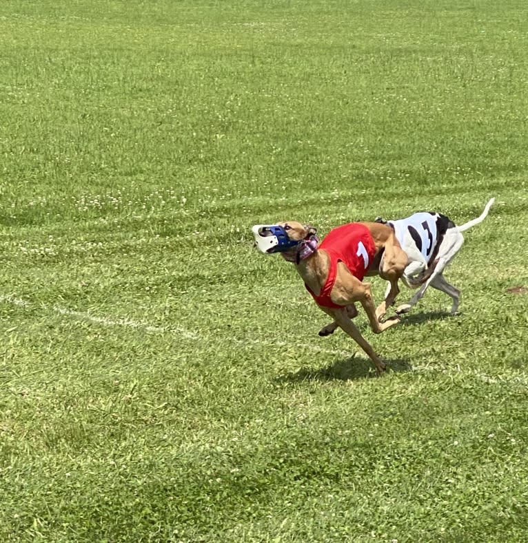 Holly, a Greyhound tested with EmbarkVet.com