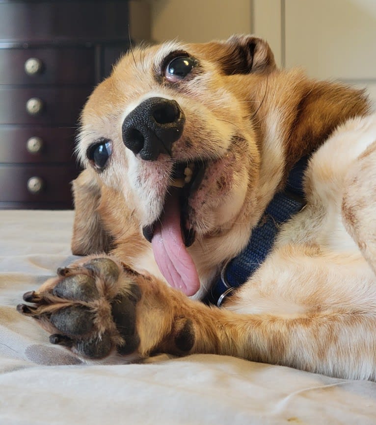 Oogie, a Beagle and Chow Chow mix tested with EmbarkVet.com