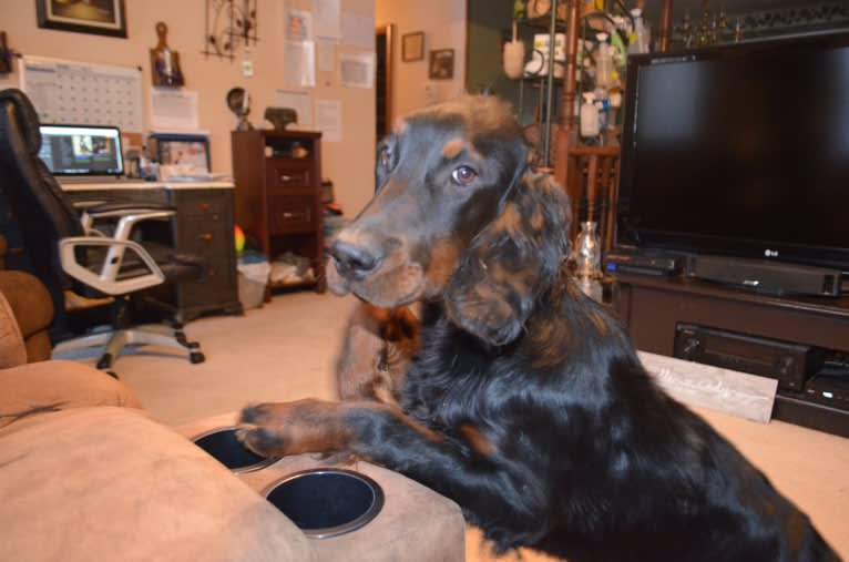 Duchess, a Gordon Setter tested with EmbarkVet.com