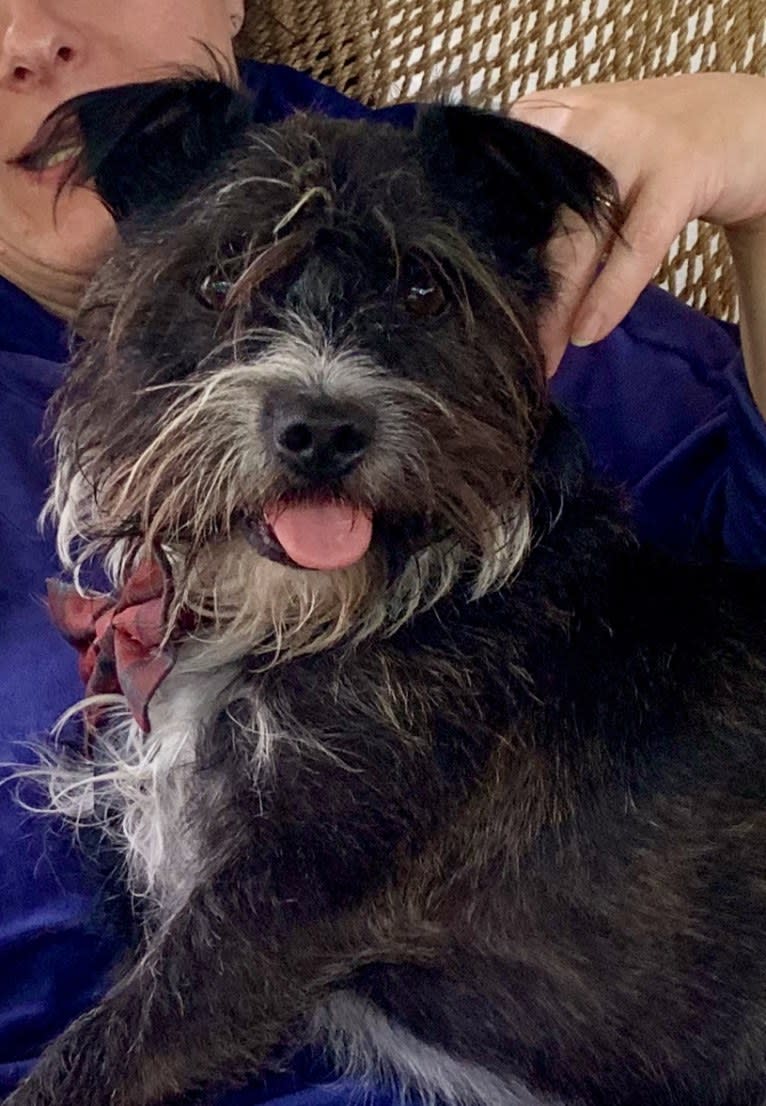 Gadget, a Boston Terrier and Havanese mix tested with EmbarkVet.com