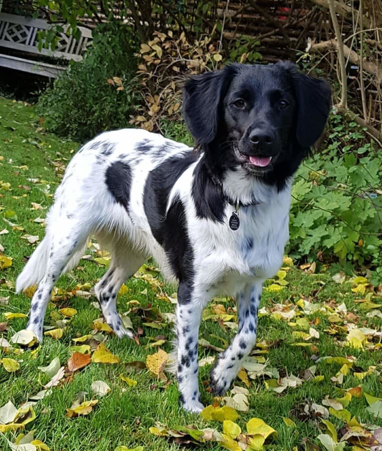 Chloé, a Stabyhoun tested with EmbarkVet.com