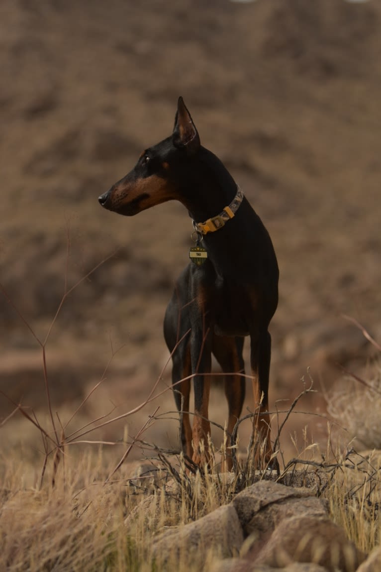 Tag, a Manchester Terrier (Standard) tested with EmbarkVet.com