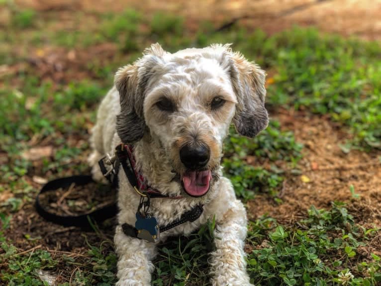 Chase, a Bichon Frise and Dachshund mix tested with EmbarkVet.com