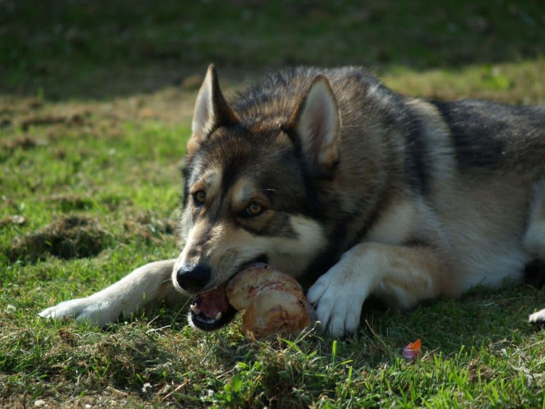 Kalen, a German Shepherd Dog and Siberian Husky mix tested with EmbarkVet.com