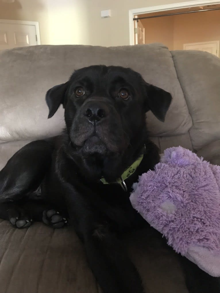 Benjen, a Bulldog and Neapolitan Mastiff mix tested with EmbarkVet.com