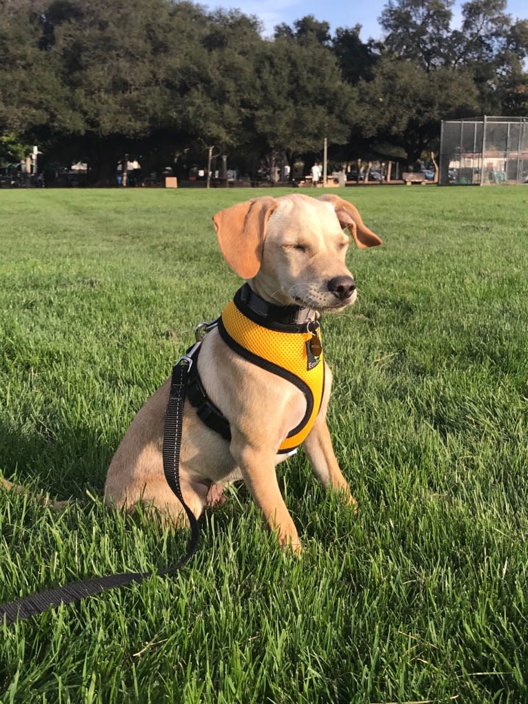 Coby, a Golden Retriever and Poodle (Small) mix tested with EmbarkVet.com