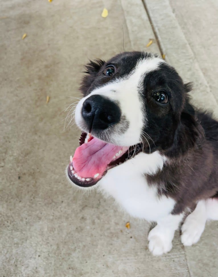 Quinn, a Border Collie and Australian Cattle Dog mix tested with EmbarkVet.com