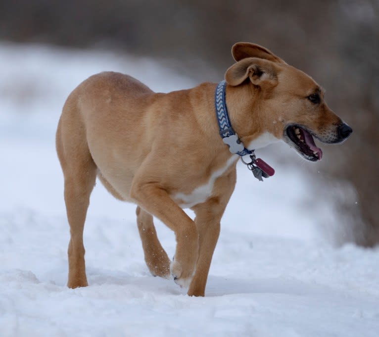 Rosie, an American Pit Bull Terrier and Siberian Husky mix tested with EmbarkVet.com