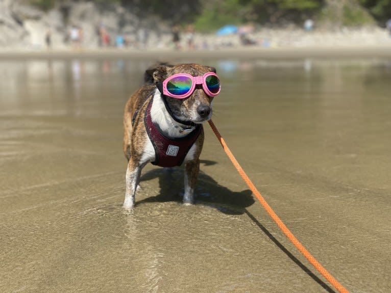 Mudge, a Chihuahua and Australian Cattle Dog mix tested with EmbarkVet.com