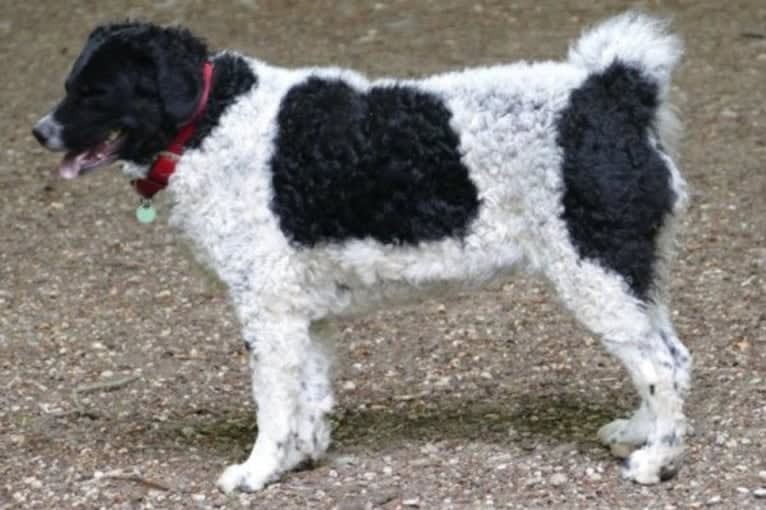 Beike, a Wetterhoun tested with EmbarkVet.com
