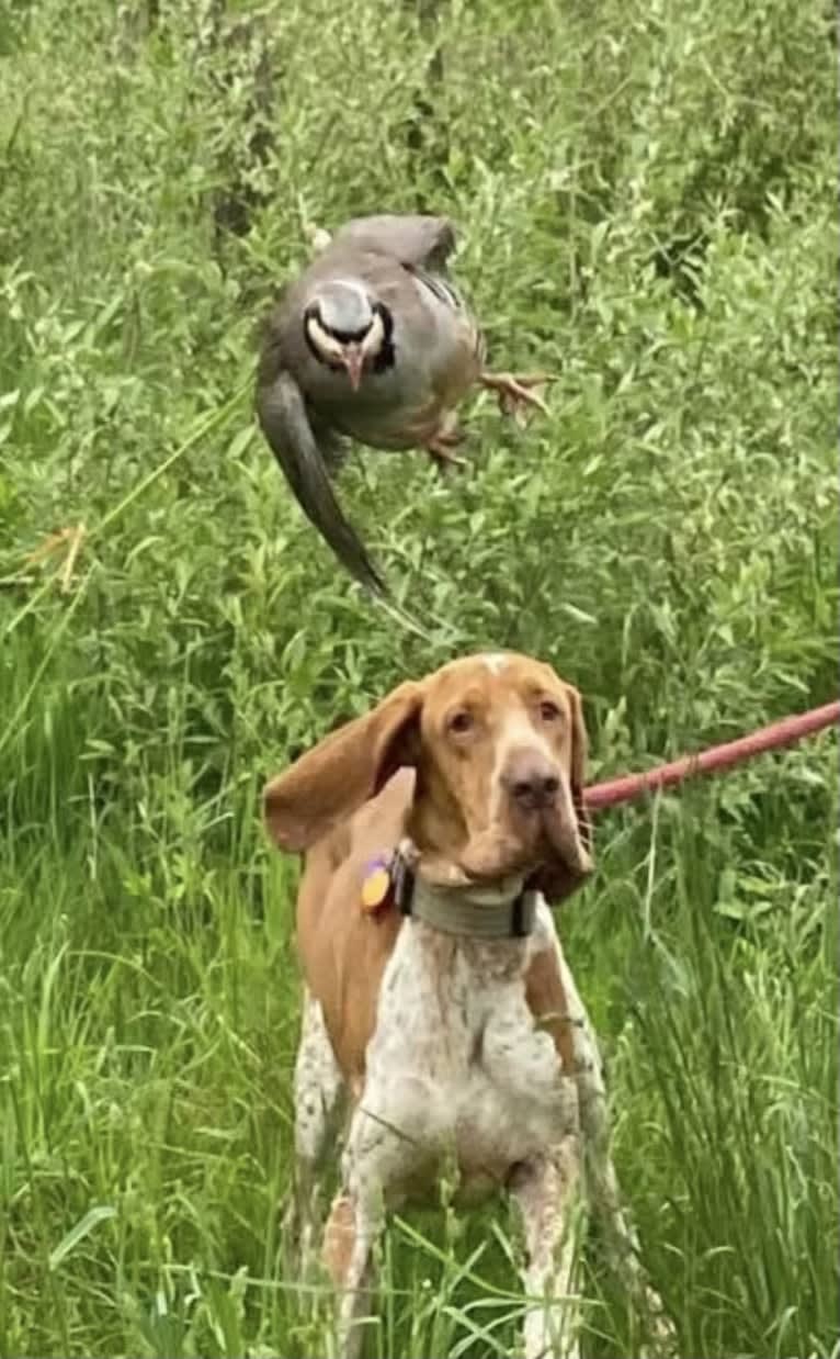 Archie, a Bracco Italiano tested with EmbarkVet.com