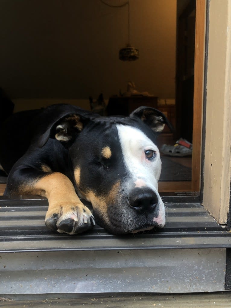 Hazel, a Bulldog and American Pit Bull Terrier mix tested with EmbarkVet.com