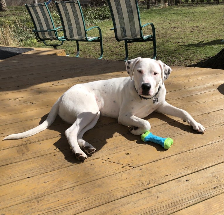 Dylan, an American Bully and Great Pyrenees mix tested with EmbarkVet.com