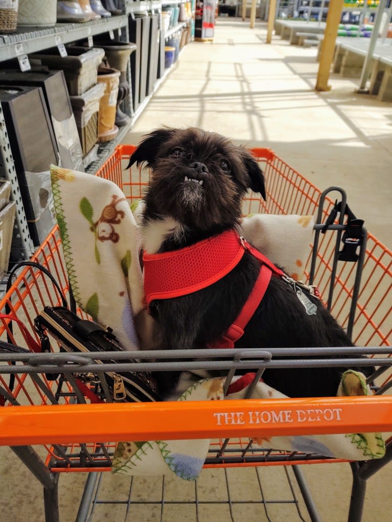 Polka Dot, a Shih Tzu and Chihuahua mix tested with EmbarkVet.com