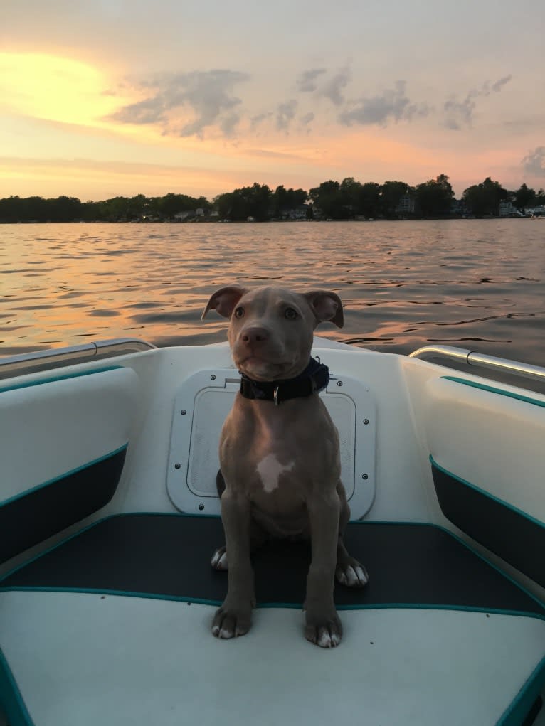 Mira, an American Pit Bull Terrier and American Bulldog mix tested with EmbarkVet.com