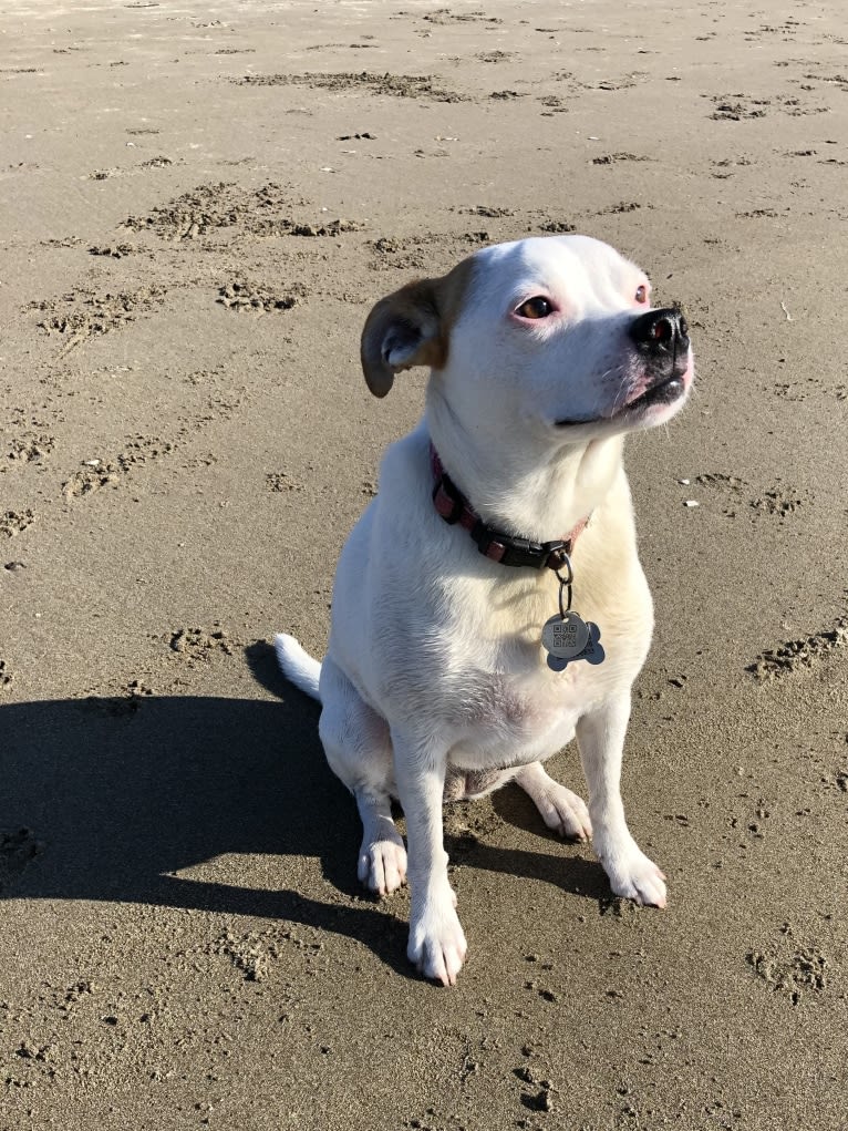 Rubie, an American Pit Bull Terrier and Russell-type Terrier mix tested with EmbarkVet.com