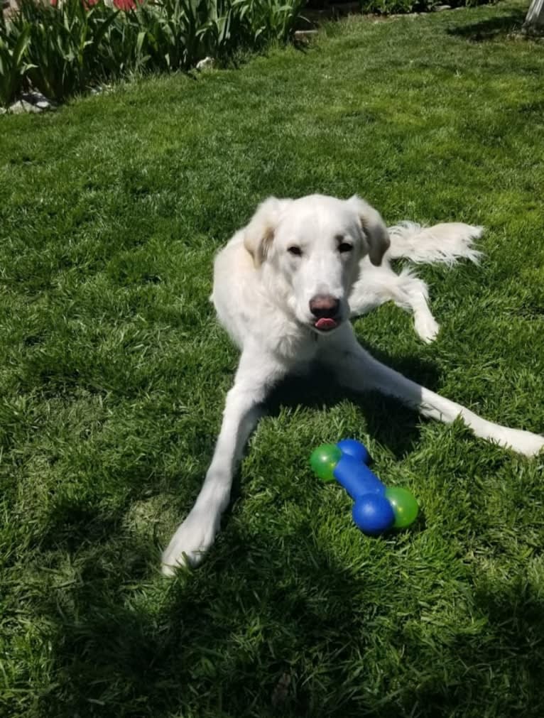 Sebastian, a Great Pyrenees and Great Dane mix tested with EmbarkVet.com