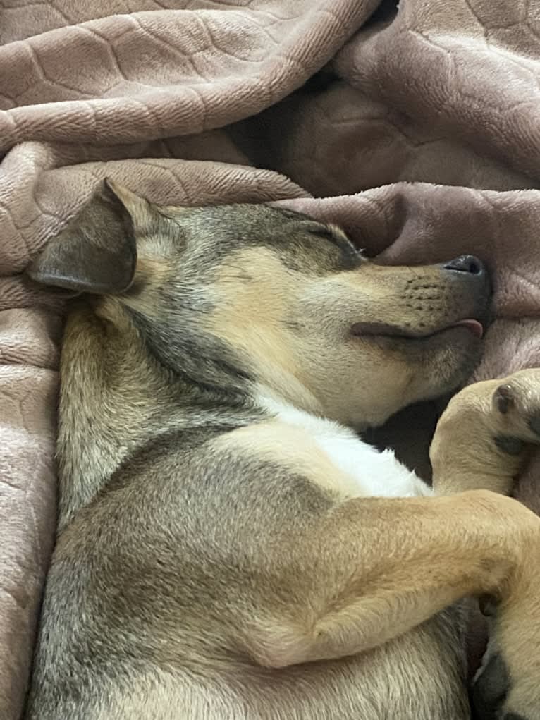 Milo, a Chihuahua and Rat Terrier mix tested with EmbarkVet.com