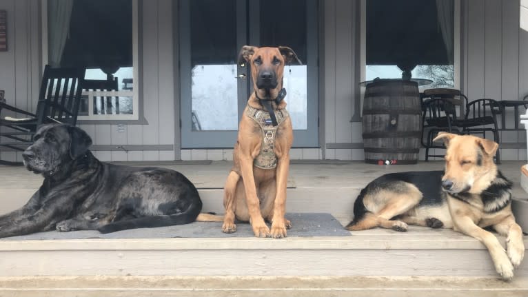 Rocket, a Doberman Pinscher and Belgian Malinois mix tested with EmbarkVet.com