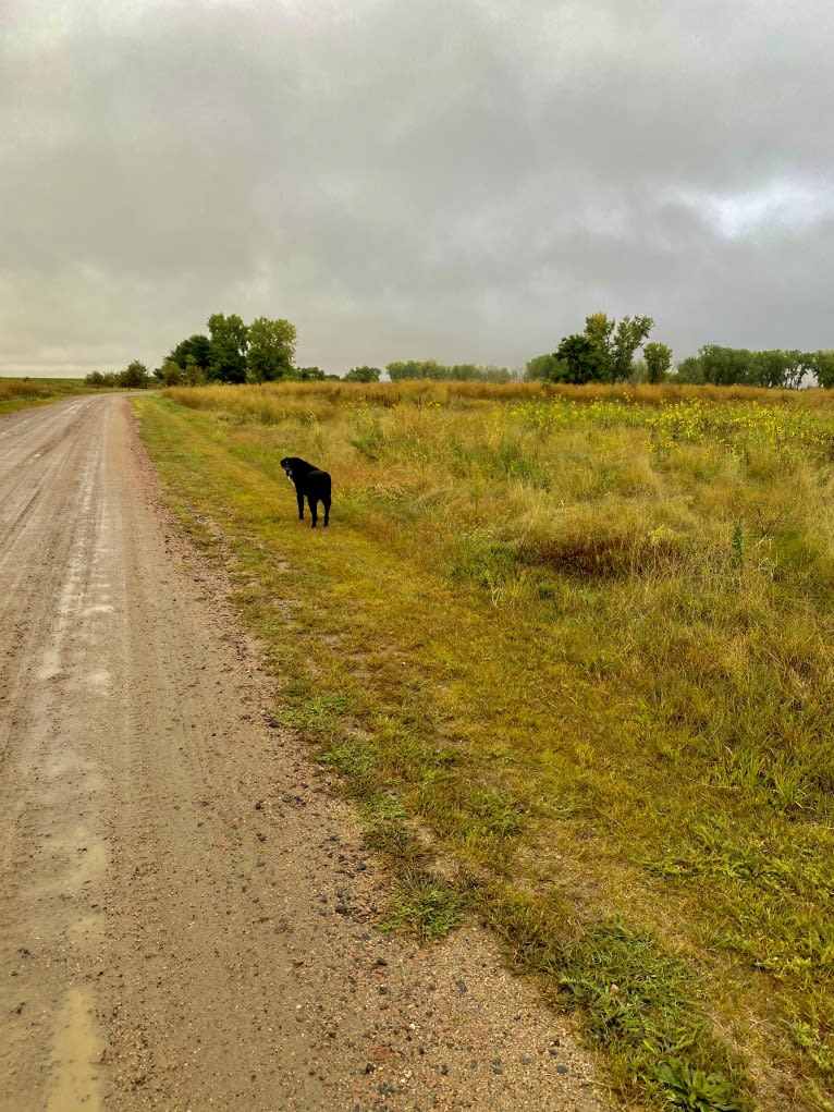 Bear, a Labrador Retriever and Saint Bernard mix tested with EmbarkVet.com