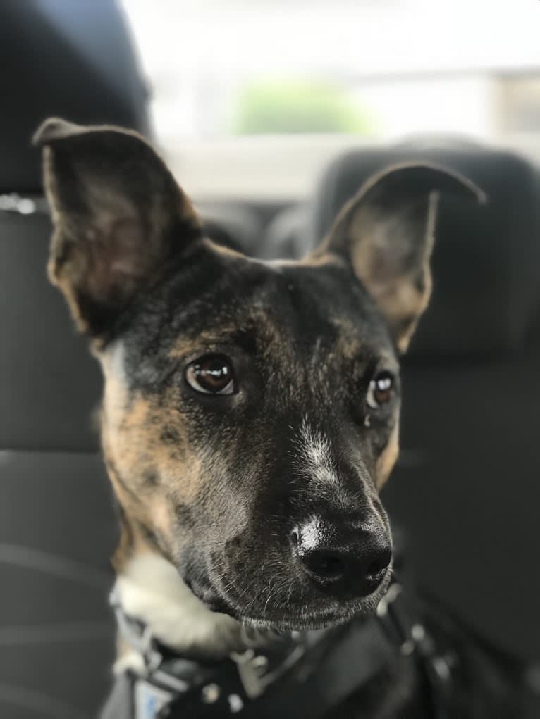 Roscoe, an American Bully and German Shepherd Dog mix tested with EmbarkVet.com