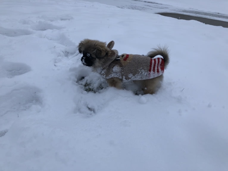 Nugget, a Pekingese and Shih Tzu mix tested with EmbarkVet.com