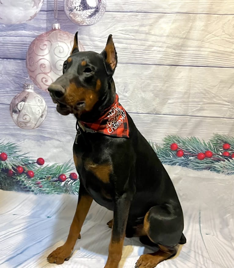 Mowgli, a Doberman Pinscher tested with EmbarkVet.com