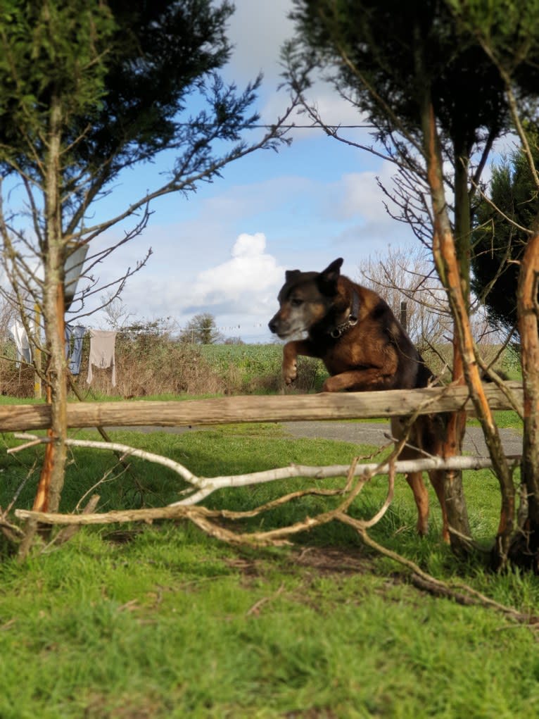 Alfie, a Belgian Malinois and Rottweiler mix tested with EmbarkVet.com