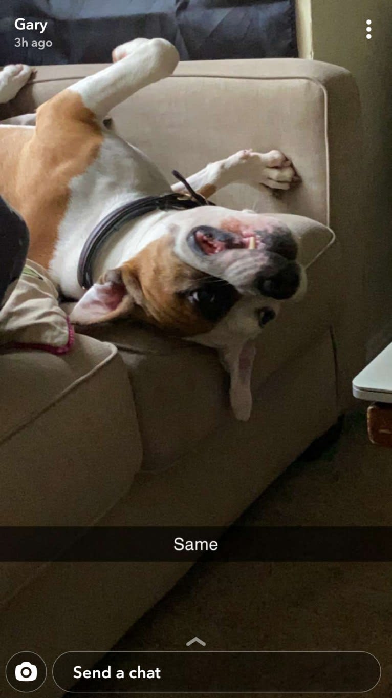 Milo, an American Bully and Bulldog mix tested with EmbarkVet.com