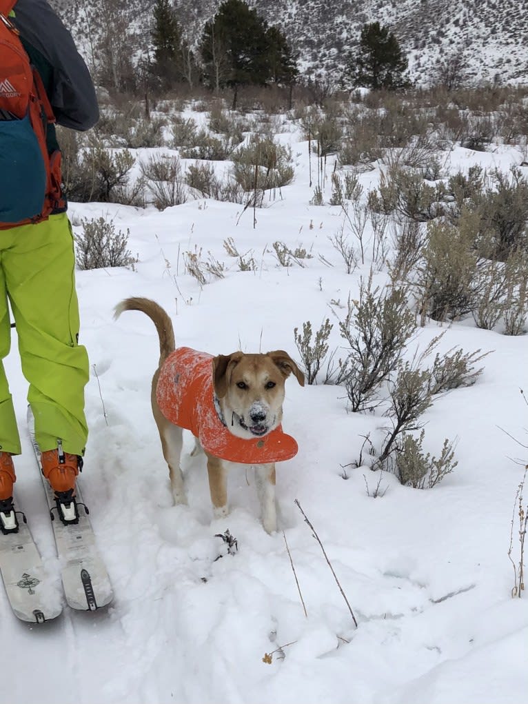 Bear, a Great Pyrenees and Australian Cattle Dog mix tested with EmbarkVet.com