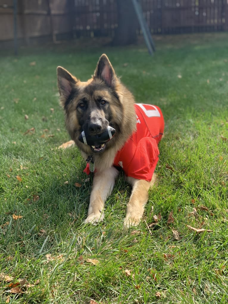 Rhett, a German Shepherd Dog tested with EmbarkVet.com