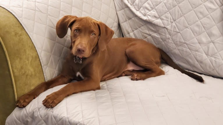 Kingston, a Weimaraner and Labrador Retriever mix tested with EmbarkVet.com