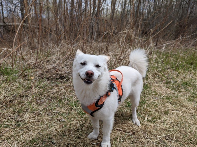 Yuna, a Japanese or Korean Village Dog tested with EmbarkVet.com