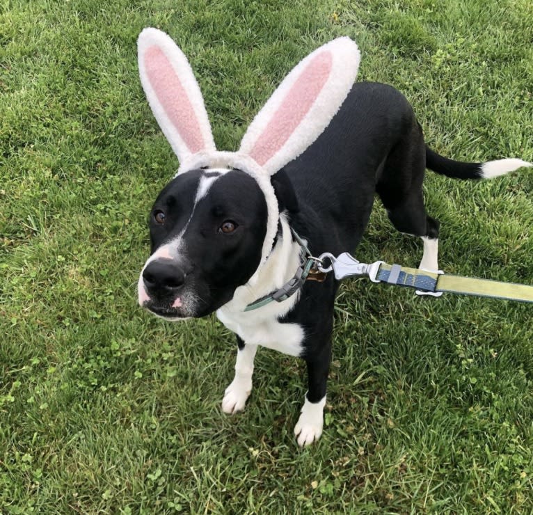 Dutch, an American Pit Bull Terrier and Australian Shepherd mix tested with EmbarkVet.com