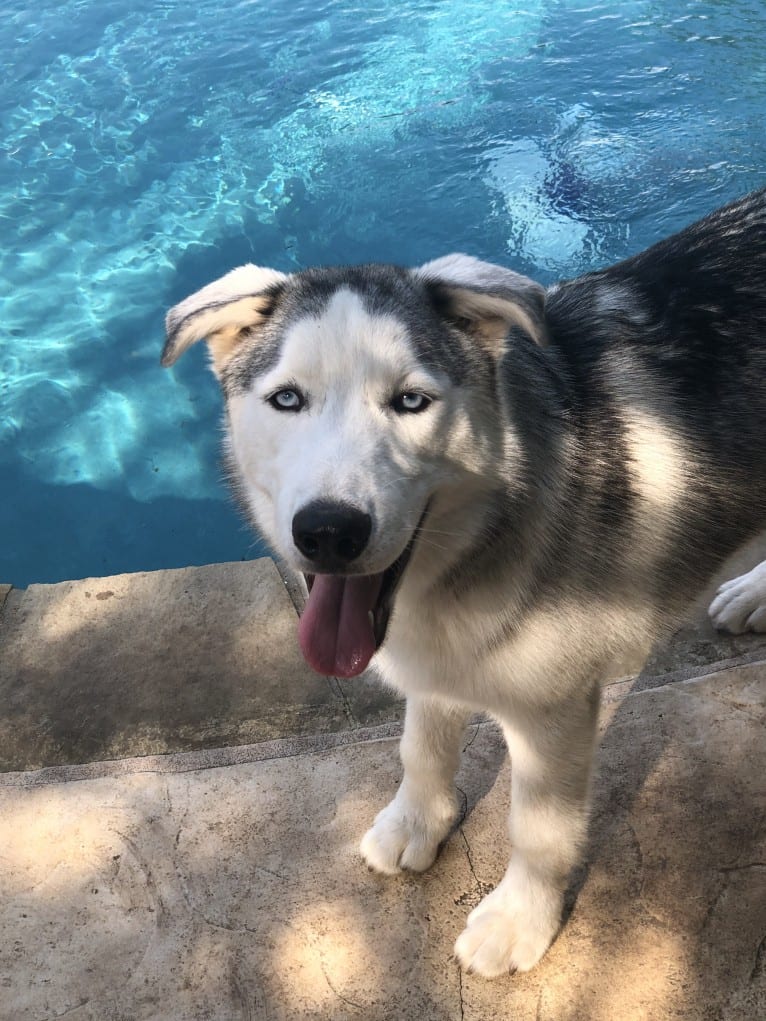 Mansfield, a Siberian Husky and Alaskan Malamute mix tested with EmbarkVet.com