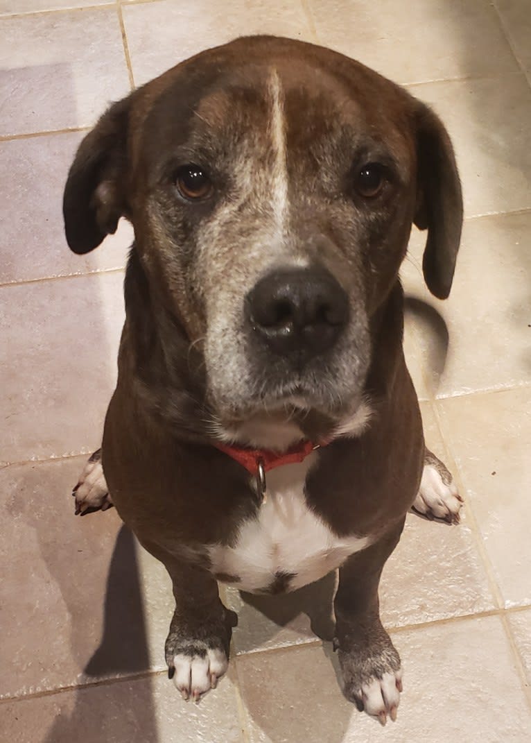 Harvey, a Golden Retriever and American Pit Bull Terrier mix tested with EmbarkVet.com