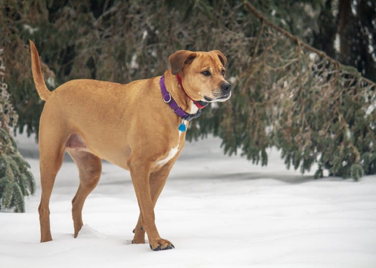 Sadie, a Staffordshire Terrier and Rottweiler mix tested with EmbarkVet.com