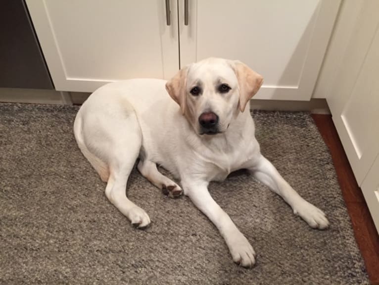 Maisy, a Labrador Retriever tested with EmbarkVet.com