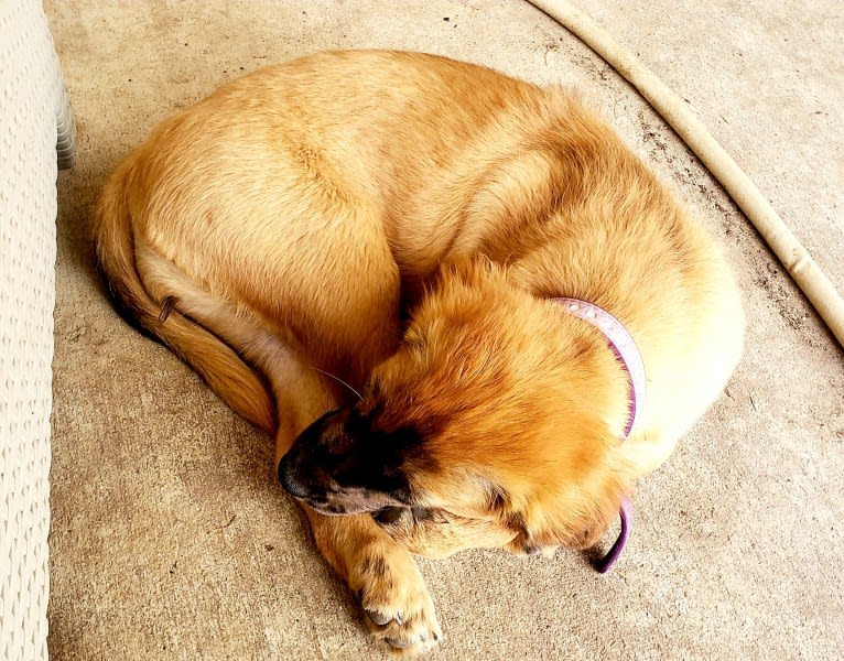 Ava, a Labrador Retriever and Boxer mix tested with EmbarkVet.com