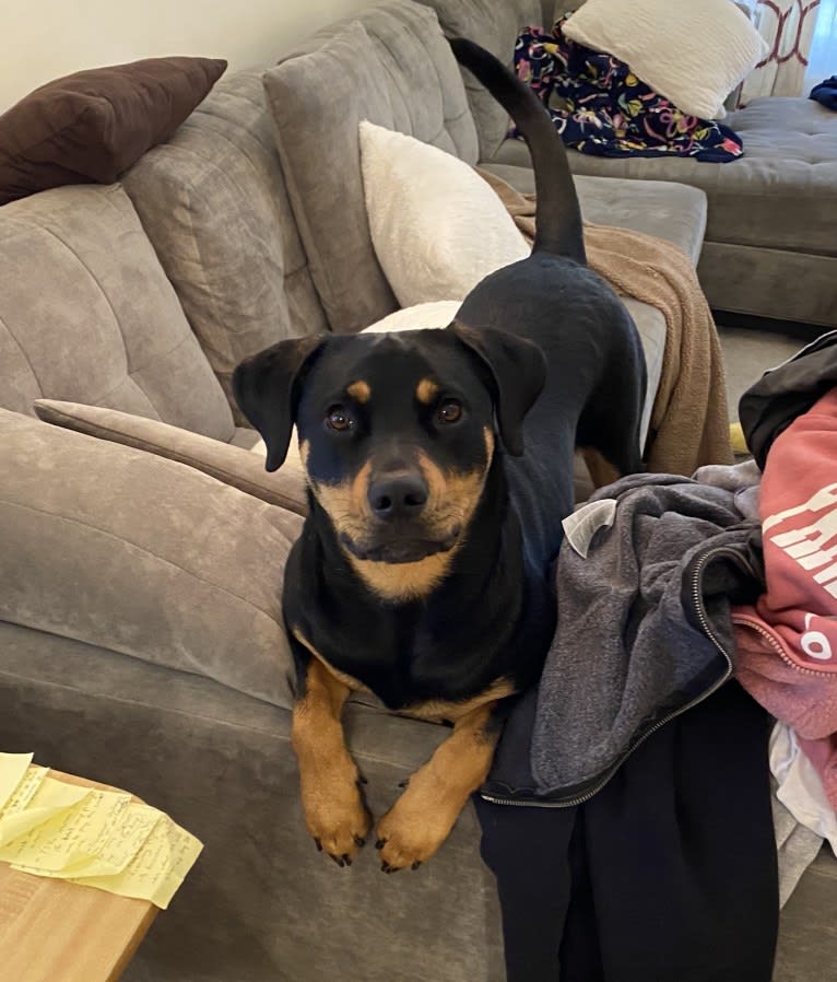 Lucy, a Rottweiler and Labrador Retriever mix tested with EmbarkVet.com