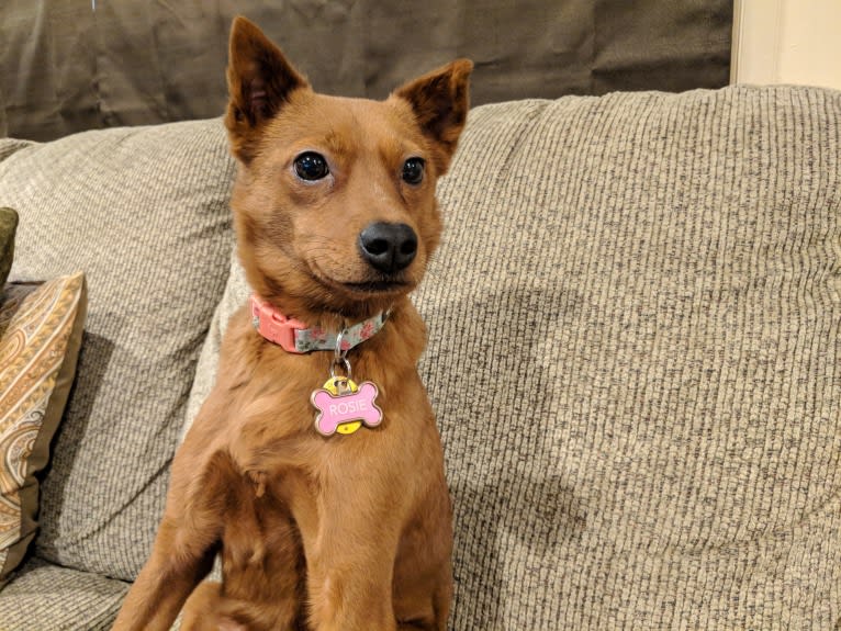 Rosie, a Rat Terrier and Chinese Shar-Pei mix tested with EmbarkVet.com