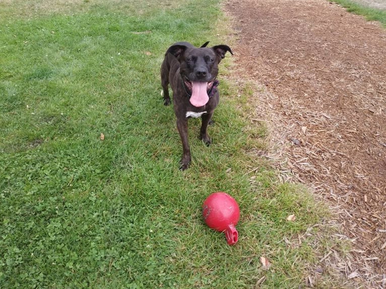 Luci Fur, an American Pit Bull Terrier and Rottweiler mix tested with EmbarkVet.com