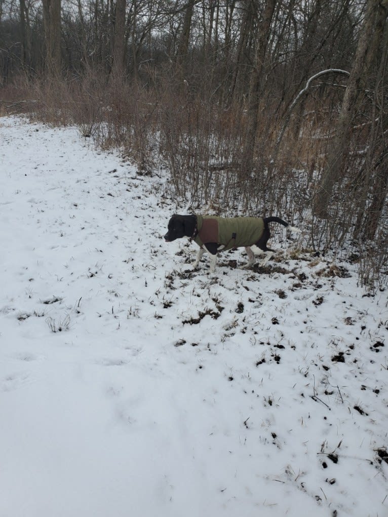 Volibear, an American Pit Bull Terrier and Labrador Retriever mix tested with EmbarkVet.com